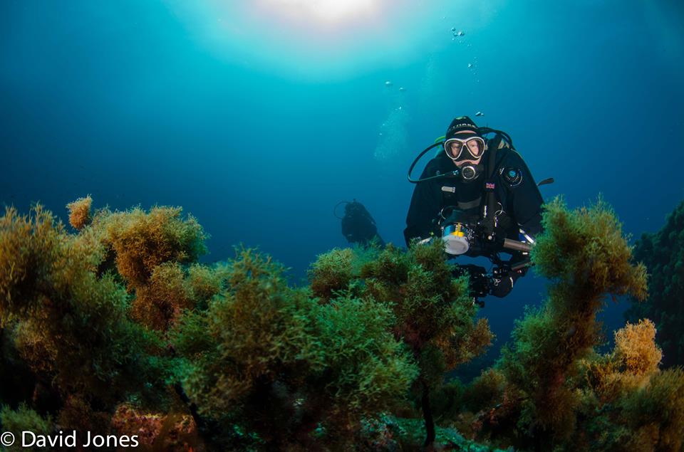 diver on the reef