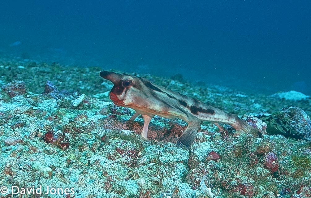 Red Lipped Bat Fish, Galapagos