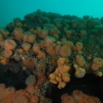 Sponges and anemones covering a wreck