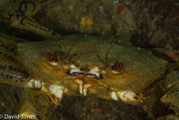crab on Bembridge ledges