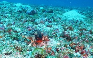 Red Lipped Batfish in Galapagos